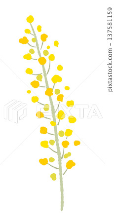 Hand-drawn illustration of mimosa flower spikes and branches (single close-up) Hand-drawn illustration of mimosa flower spikes and branches (single close-up) 137581159