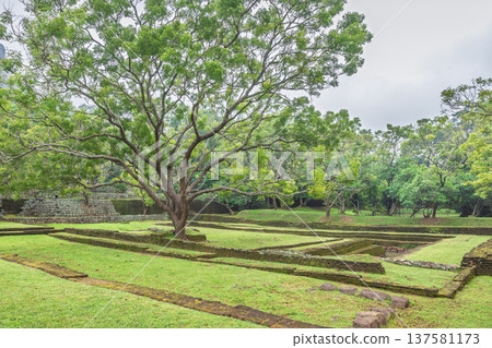 The gardens of Sigiriya in Sri Lanka. Ancient Garden Ruins with a Grand Tree Against a Lush Green Landscape Under a Serene Sky on a Calm Day during the Spring Season The gardens of Sigiriya in Sri Lanka. Ancient Garden Ruins with a Grand Tree Against a Lush Green Landscape Under a Serene Sky on a Calm Day during the Spring Season 137581173