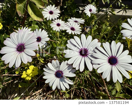 A close-up shot of an African daisy, Osteospermum, growing in a garden. The flowers bloom in spring. A close-up shot of an African daisy, Osteospermum, growing in a garden. The flowers bloom in spring. 137581194