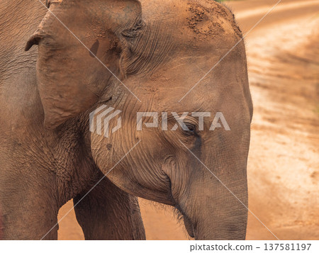 Close-up portrait of a majestic adult elephant with textured skin and a gentle expression standing on a dirt road. Hurulu Eco Park Safari in Sri Lanka. Close-up portrait of a majestic adult elephant with textured skin and a gentle expression standing on a dirt road. Hurulu Eco Park Safari in Sri Lanka. 137581197