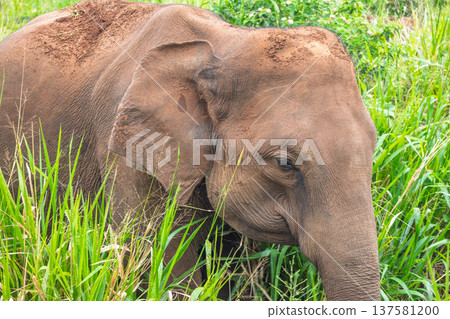 Majestic Elephant Portrait Amidst Lush Green Grass in the Wild, Showing Natural Beauty and Serene Wildlife Moment Outdoors. Hurulu Eco Park Safari in Sri Lanka. Majestic Elephant Portrait Amidst Lush Green Grass in the Wild, Showing Natural Beauty and Serene Wildlife Moment Outdoors. Hurulu Eco Park Safari in Sri Lanka. 137581200