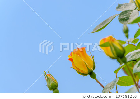 Yellow rose buds beginning to bloom against the backdrop of a clear blue sky Yellow rose buds beginning to bloom against the backdrop of a clear blue sky 137581216