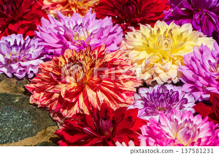 Colorful dahlia flowers floating on the water Colorful dahlia flowers floating on the water 137581231