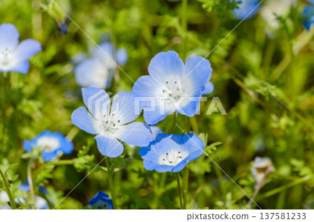 柔光下的藍色粉蝶花特寫 柔光下的藍色粉蝶花特寫 137581233