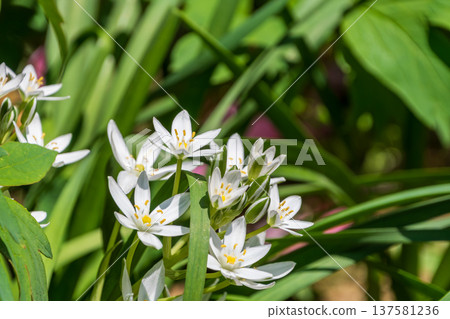 White oamana flowers shining in the sunlight filtering through the trees 137581236