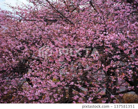 Kawazu cherry blossoms to announce the arrival of spring Kawazu cherry blossoms to announce the arrival of spring 137581351