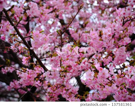 河津櫻花宣布春天的到來 137581361