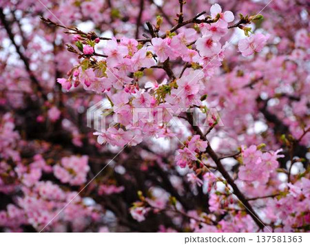 Kawazu cherry blossoms to announce the arrival of spring 137581363