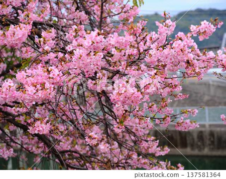 Kawazu cherry blossoms to announce the arrival of spring Kawazu cherry blossoms to announce the arrival of spring 137581364