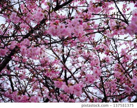 Kawazu cherry blossoms to announce the arrival of spring 137581375