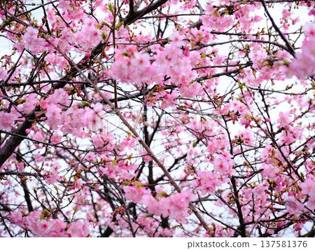 Kawazu cherry blossoms to announce the arrival of spring Kawazu cherry blossoms to announce the arrival of spring 137581376