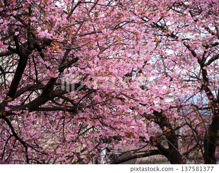 Kawazu cherry blossoms to announce the arrival of spring 137581377