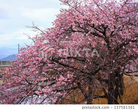 Kawazu cherry blossoms to announce the arrival of spring 137581381