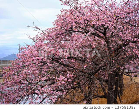Kawazu cherry blossoms to announce the arrival of spring Kawazu cherry blossoms to announce the arrival of spring 137581382