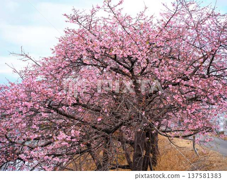 Kawazu cherry blossoms to announce the arrival of spring Kawazu cherry blossoms to announce the arrival of spring 137581383