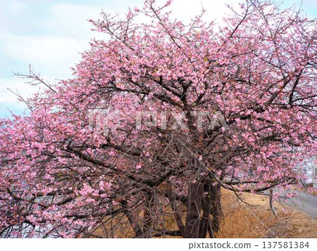 Kawazu cherry blossoms to announce the arrival of spring Kawazu cherry blossoms to announce the arrival of spring 137581384