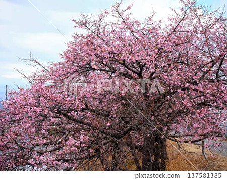 Kawazu cherry blossoms to announce the arrival of spring 137581385