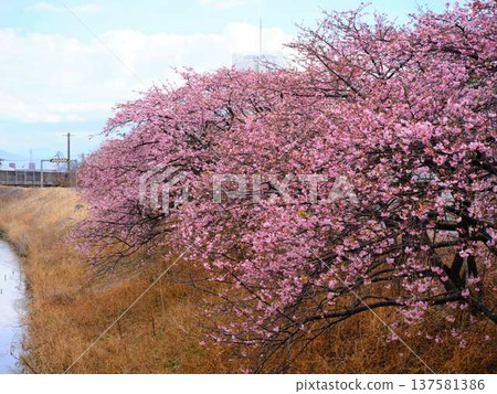 Kawazu cherry blossoms to announce the arrival of spring Kawazu cherry blossoms to announce the arrival of spring 137581386