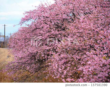 Kawazu cherry blossoms to announce the arrival of spring 137581390