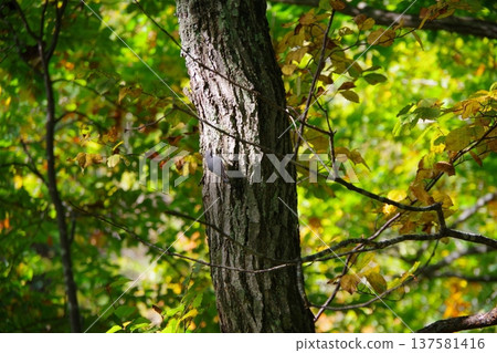 A white-bellied nuthatch living in Fukidashi Park, Kyogoku Town, Hokkaido 137581416
