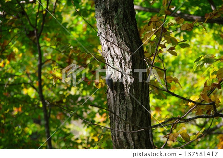A white-bellied nuthatch living in Fukidashi Park, Kyogoku Town, Hokkaido 137581417