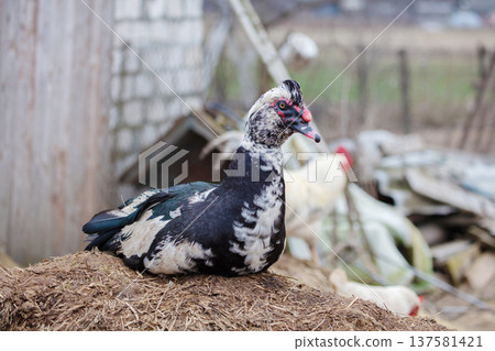 A duck is laying on the ground. There are other birds in the background. The duck is black and white A duck is laying on the ground. There are other birds in the background. The duck is black and white 137581421