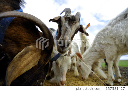 Goats eat grain scattered on the ground. Close-up of the muzzle with horns. Goats eat grain scattered on the ground. Close-up of the muzzle with horns. 137581427