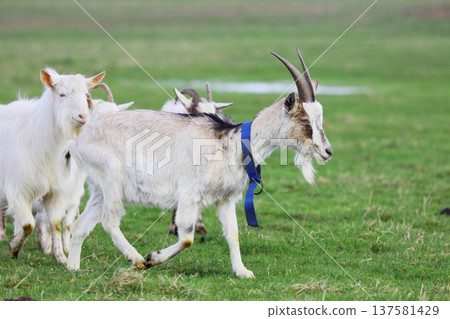 A herd of white goats grazes on a green meadow. A herd of white goats grazes on a green meadow. 137581429