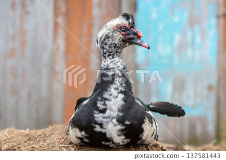 A black muscovy duck with white feathers rests peacefully on the straw. Its head is turned in profile. A black muscovy duck with white feathers rests peacefully on the straw. Its head is turned in profile. 137581443