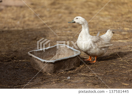 Birds on a farm. A white duck stands next to a trough of water. Birds on a farm. A white duck stands next to a trough of water. 137581445