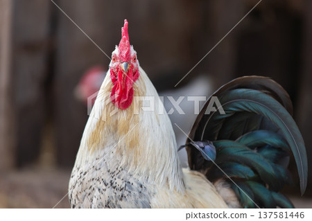Birds on the farm. White rooster with black tail close-up. Birds on the farm. White rooster with black tail close-up. 137581446