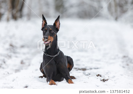 A Doberman dog walks in the snow in winter. A Doberman dog walks in the snow in winter. 137581452