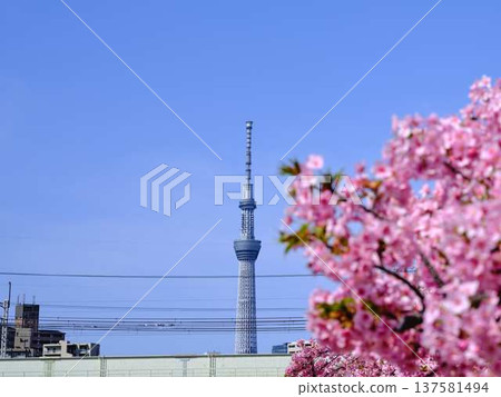Tokyo cityscape of Japan Overlooking the Tokyo Sky Tree and Gotemba cherry blossoms that shine in the blue sky 137581494
