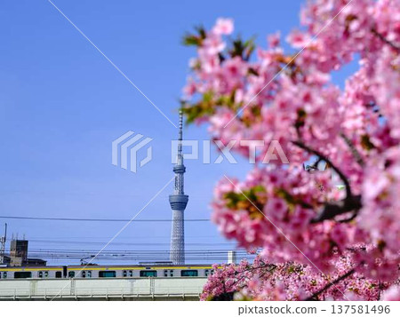 Tokyo cityscape of Japan Overlooking the Tokyo Sky Tree and Gotemba cherry blossoms that shine in the blue sky 137581496