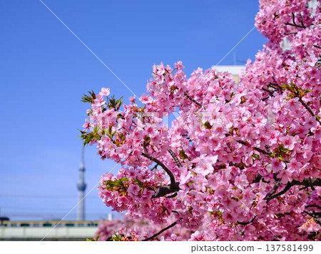 Tokyo cityscape of Japan Overlooking the Tokyo Sky Tree and Gotemba cherry blossoms that shine in the blue sky 137581499