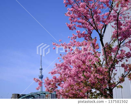 日本東京城市景觀俯瞰東京天空樹和在藍天中閃耀的御殿場櫻花 日本東京城市景觀俯瞰東京天空樹和在藍天中閃耀的御殿場櫻花 137581502