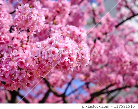 Tokyo cityscape of Japan Overlooking the Tokyo Sky Tree and Gotemba cherry blossoms that shine in the blue sky 137581510