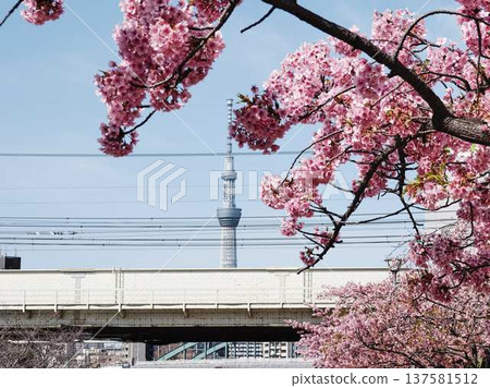 Tokyo cityscape of Japan Overlooking the Tokyo Sky Tree and Gotemba cherry blossoms that shine in the blue sky 137581512
