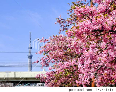 Tokyo cityscape of Japan Overlooking the Tokyo Sky Tree and Gotemba cherry blossoms that shine in the blue sky 137581513