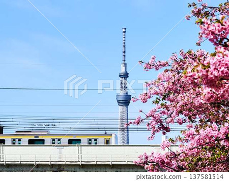 Tokyo cityscape of Japan Overlooking the Tokyo Sky Tree and Gotemba cherry blossoms that shine in the blue sky 137581514
