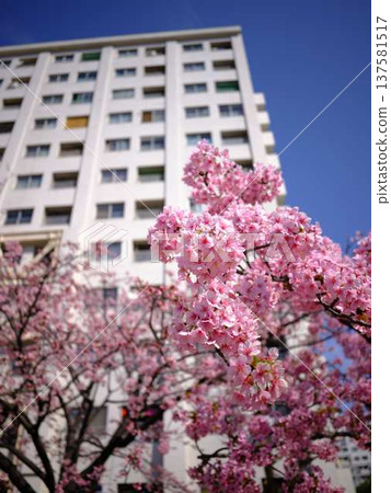 Tokyo cityscape of Japan Overlooking the Tokyo Sky Tree and Gotemba cherry blossoms that shine in the blue sky 137581517