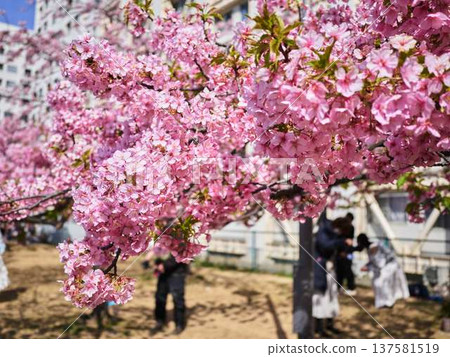 Tokyo cityscape of Japan Overlooking the Tokyo Sky Tree and Gotemba cherry blossoms that shine in the blue sky 137581519