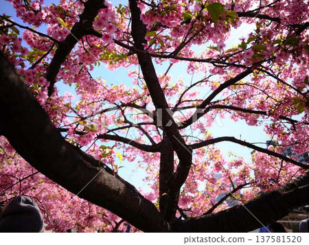 Tokyo cityscape of Japan Overlooking the Tokyo Sky Tree and Gotemba cherry blossoms that shine in the blue sky 137581520