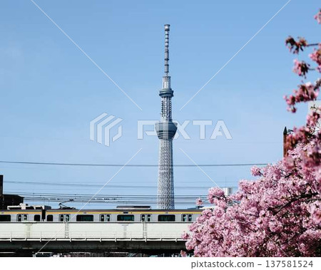 Tokyo cityscape of Japan Overlooking the Tokyo Sky Tree and Gotemba cherry blossoms that shine in the blue sky 137581524