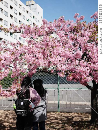 Tokyo cityscape of Japan Overlooking the Tokyo Sky Tree and Gotemba cherry blossoms that shine in the blue sky 137581526