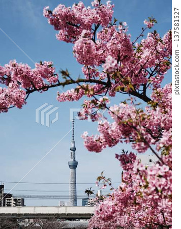 Tokyo cityscape of Japan Overlooking the Tokyo Sky Tree and Gotemba cherry blossoms that shine in the blue sky 137581527