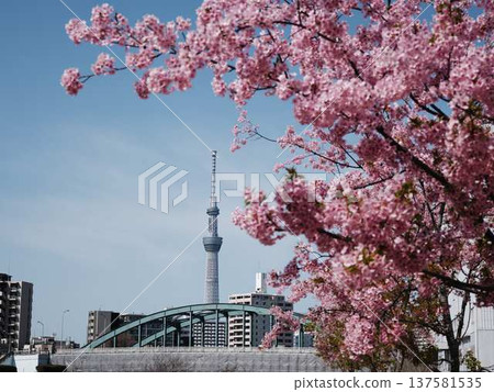 日本東京城市景觀俯瞰東京天空樹和在藍天中閃耀的御殿場櫻花 137581535