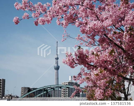 Tokyo cityscape of Japan Overlooking the Tokyo Sky Tree and Gotemba cherry blossoms that shine in the blue sky 137581536