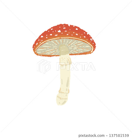 手繪毒蠅傘插圖(單株、背面、褶皺) 手繪毒蠅傘插圖(單株、背面、褶皺) 137581539