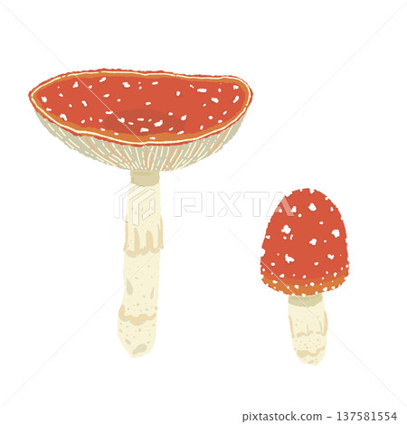 手繪的兩種毒蠅傘(一大一小一對)插圖 手繪的兩種毒蠅傘(一大一小一對)插圖 137581554